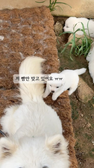 사람을 너무 좋아하는 노또순씨
육아는 처음이라 사람만 보면 자꾸 깜빡 깜빡해~
쪼무래기가 엄마가 되서 아가들 포동포동하게
키우는 모습이 아~주 대견해🩵

#멍스타그램  #또순이와일이삼사 #멍뭉이스타그램
