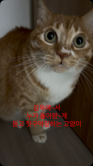 미안해용 #팔리아치 #감옥 #고양이