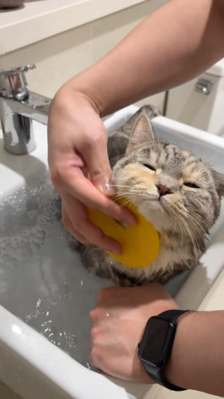 오랜만에 씻ㅈ ㅏ~

#고양이 #먼치킨 #목욕하는고양이 #cat